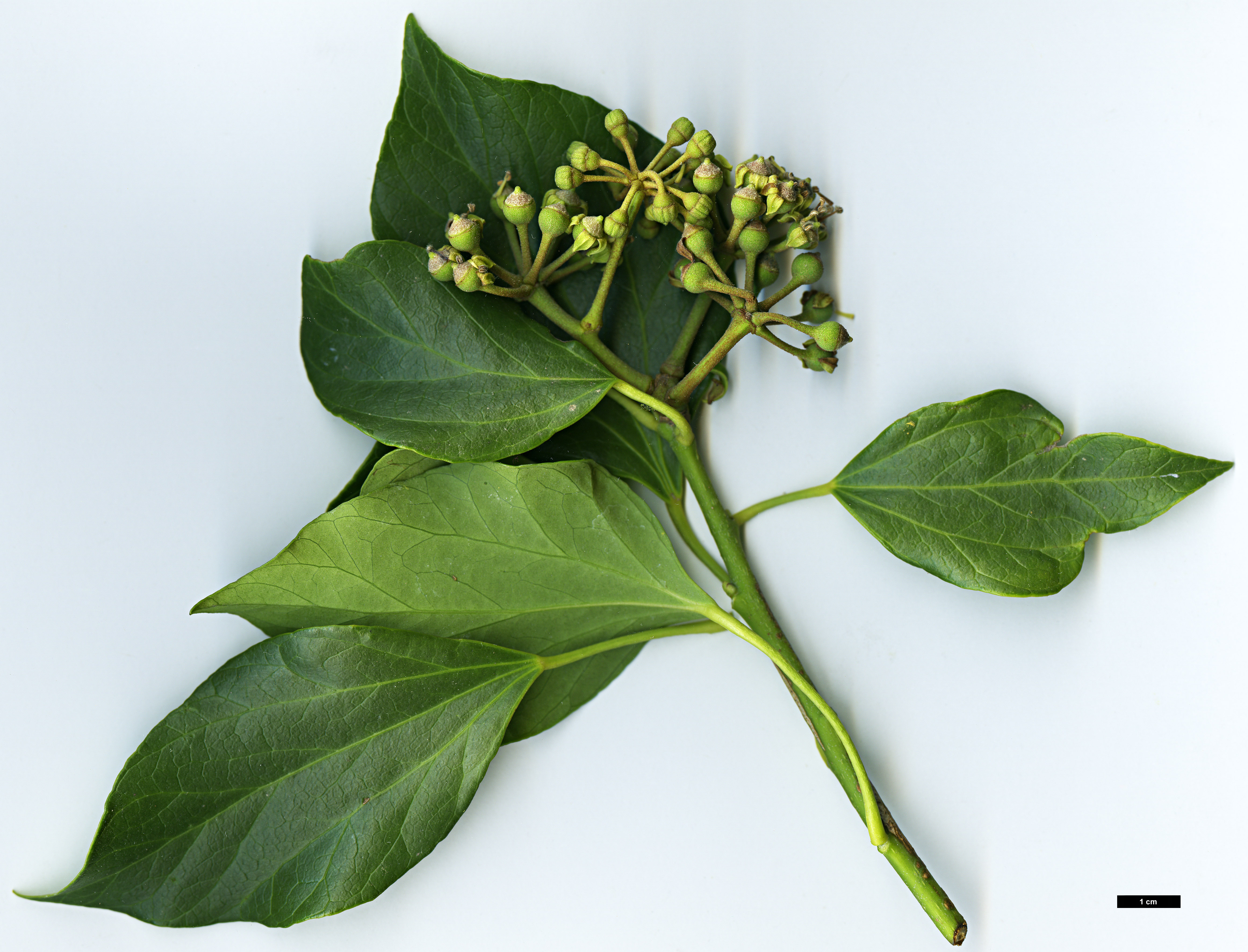 High resolution image: Family: Araliaceae - Genus: Hedera - Taxon: nepalensis - SpeciesSub: var. sinensis